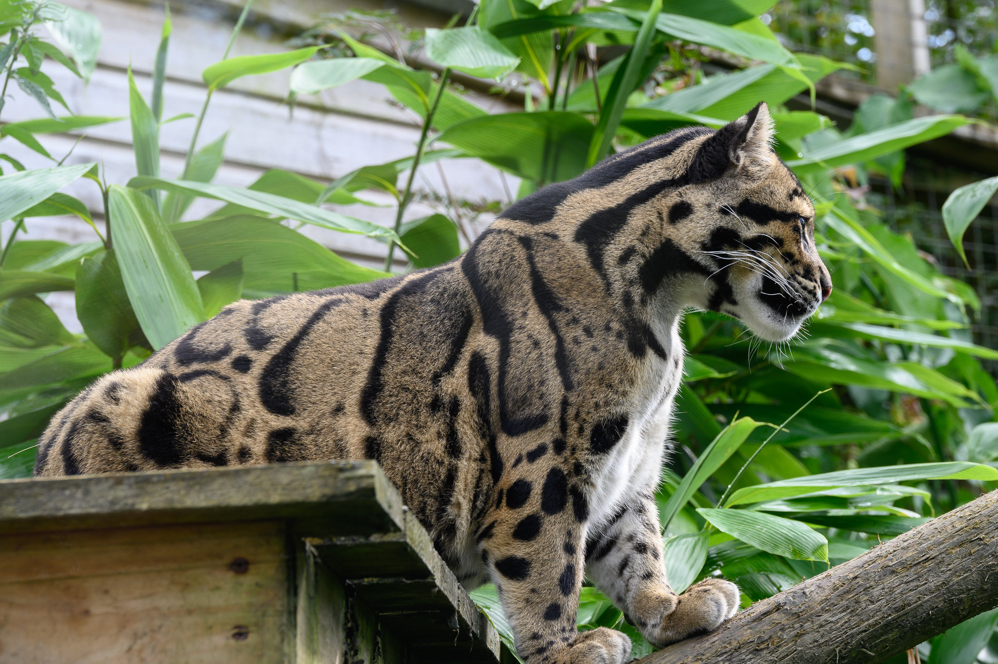 20240912ExmoorZoo0062.jpg