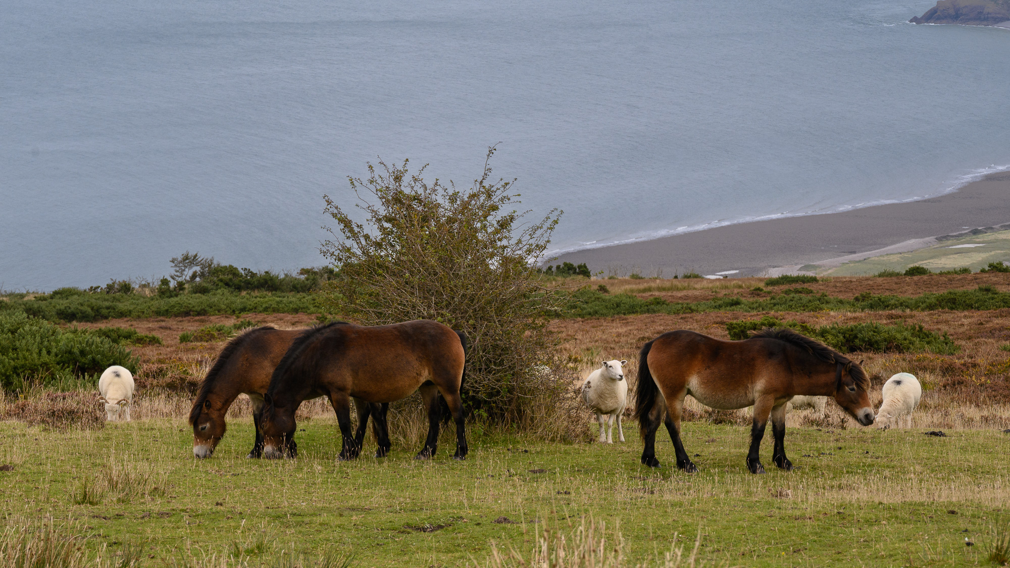 20240915Exmoor0002.jpg