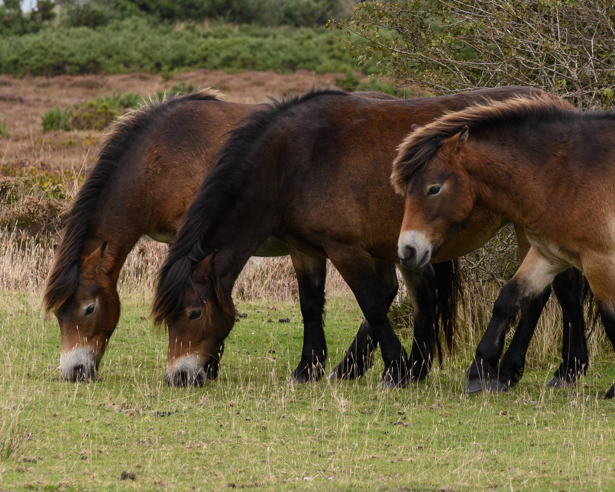 20240915Exmoor0003.jpg