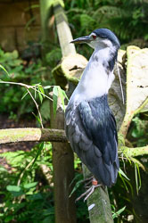 20240912ExmoorZoo0009.jpg