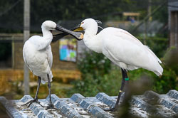 20240912ExmoorZoo0014.jpg