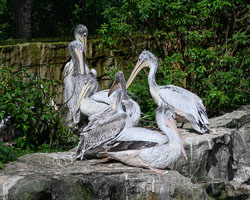 20240912ExmoorZoo0018.jpg