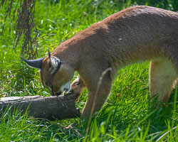 20240912ExmoorZoo0021.jpg