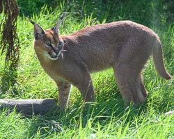 20240912ExmoorZoo0026-Edit.jpg