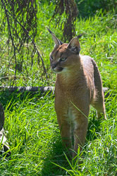 20240912ExmoorZoo0028.jpg