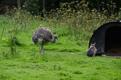 20240912ExmoorZoo0038.jpg