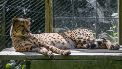 20240912ExmoorZoo0041.jpg