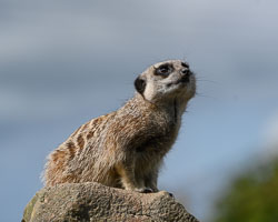 20240912ExmoorZoo0046.jpg