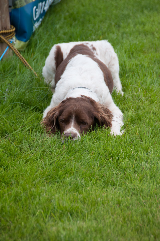 20120823Holsworthy-Show0142.jpg