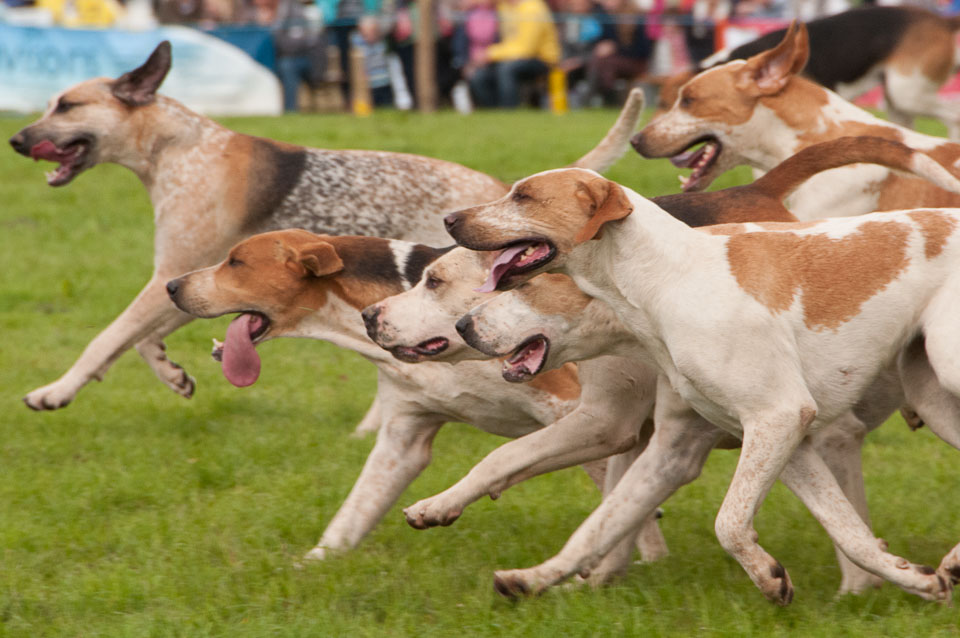 20120823Holsworthy-Show0158.jpg