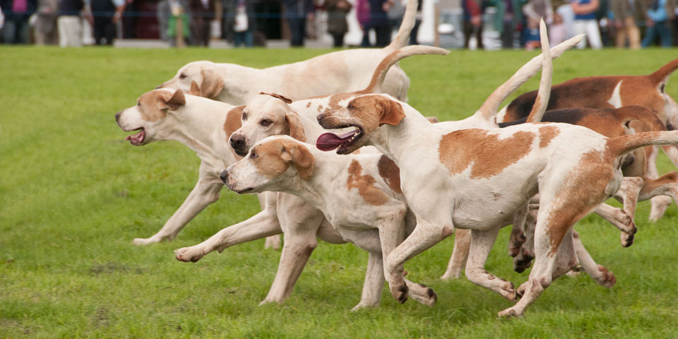 20120823Holsworthy-Show0159-Edit.jpg