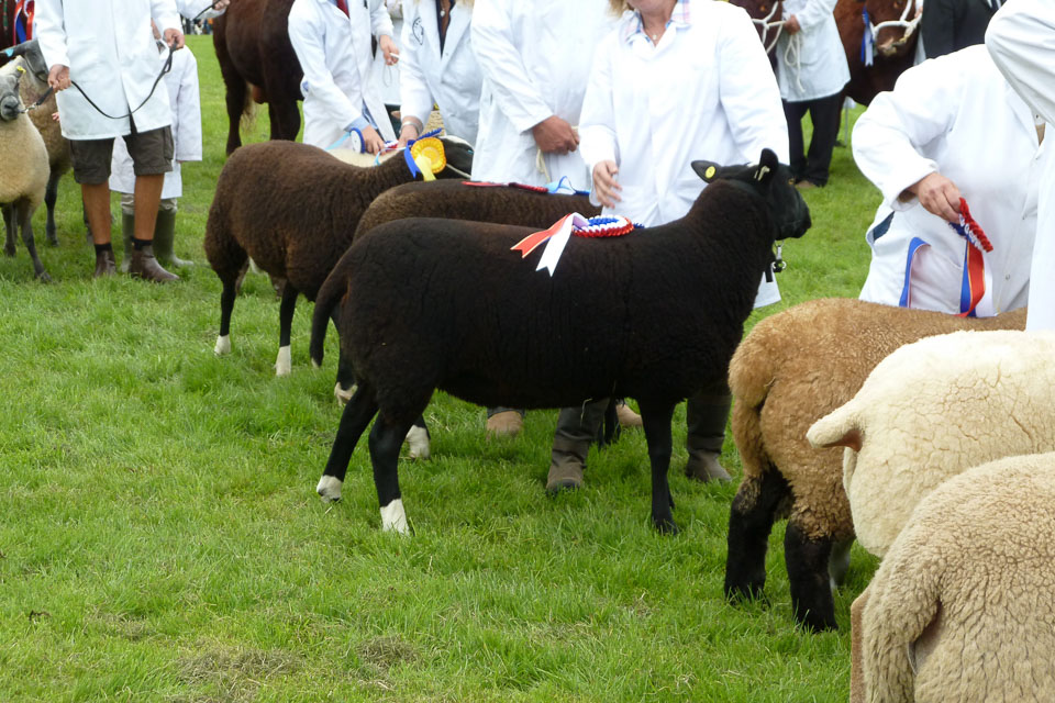 20120823Holsworthy-show0024.jpg