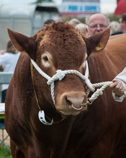 20120823Holsworthy-Show0048.jpg