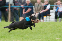 20120823Holsworthy-Show0197.jpg