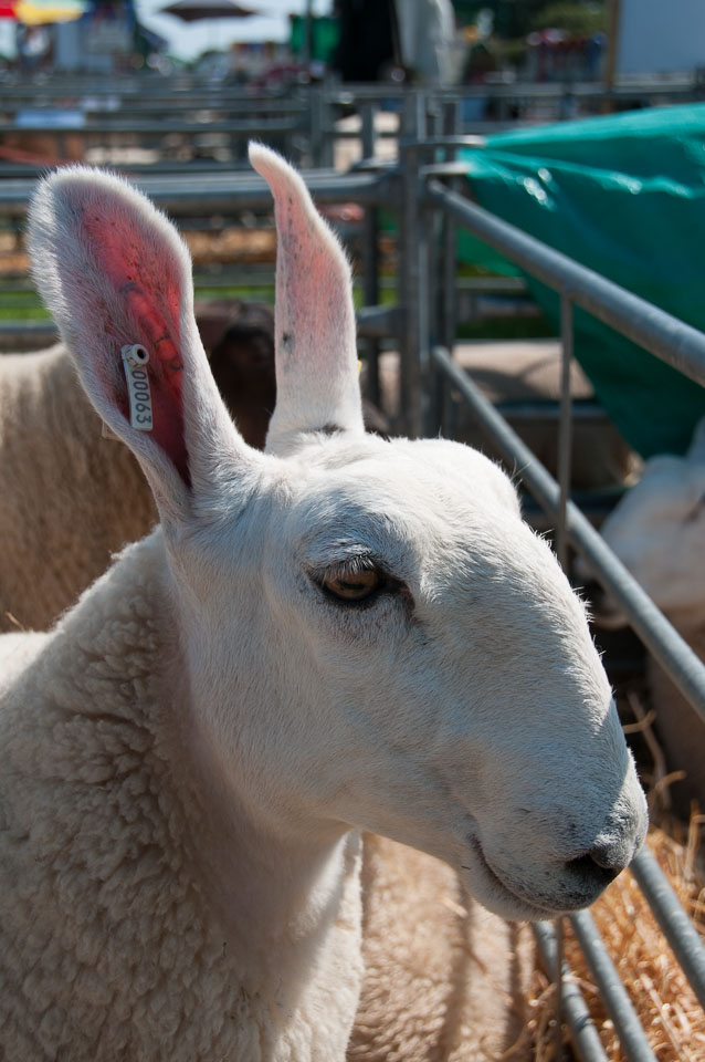 20130822Holsworthy-Show0093.jpg