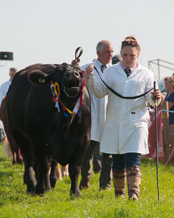 20130822Holsworthy-Show0133.jpg