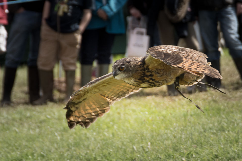 20150827HolsworthyShow0104.jpg