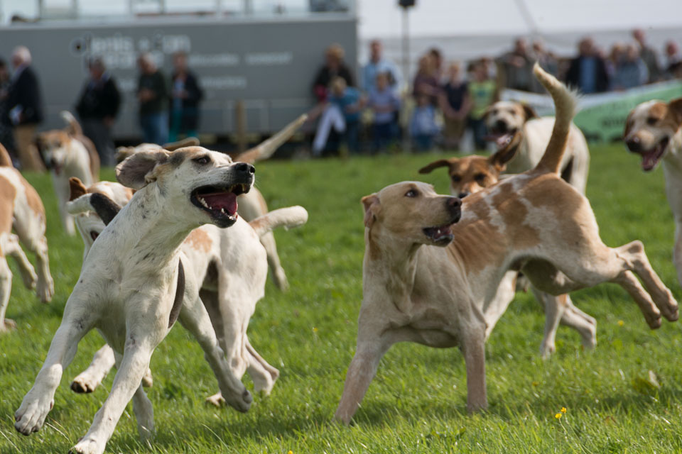 20150827HolsworthyShow0211.jpg