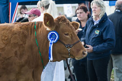 Holsworthy Show, August 2015 Holsworthy Show, August 2015