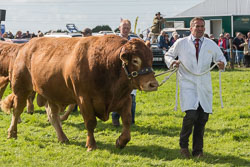 Holsworthy Show, August 2015