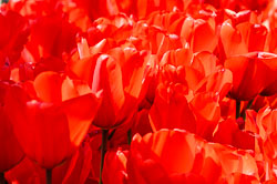 20260408TulipFest0004.jpg