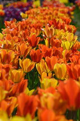 20260408TulipFest0014.jpg