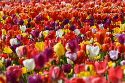 20260408TulipFest0016.jpg