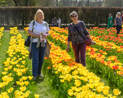 Tulip Fest, April 2026