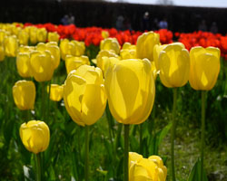 20260408TulipFest0022.jpg