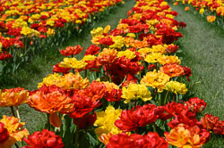 20260408TulipFest0027.jpg