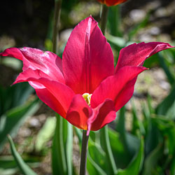 20260408TulipFest0033.jpg
