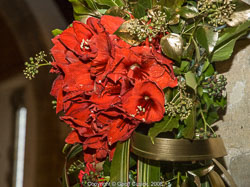 20081129Newport-Flowers0024.jpg 20081129Newport-Flowers0024.jpg