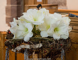 20081129Newport-Flowers0057.jpg 20081129Newport-Flowers0057.jpg