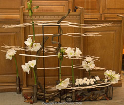 20081129Newport-Flowers0058.jpg 20081129Newport-Flowers0058.jpg