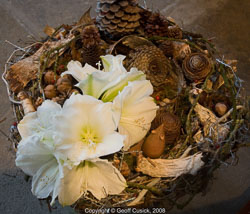 20081129Newport-Flowers0059.jpg 20081129Newport-Flowers0059.jpg