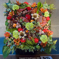 20081129Newport-Flowers0065.jpg 20081129Newport-Flowers0065.jpg