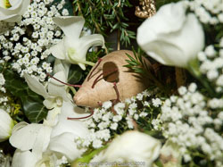 20081129Newport-Flowers0082.jpg 20081129Newport-Flowers0082.jpg