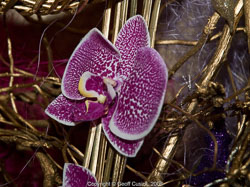 20081129Newport-Flowers0090.jpg 20081129Newport-Flowers0090.jpg