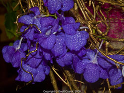 20081129Newport-Flowers0091.jpg 20081129Newport-Flowers0091.jpg