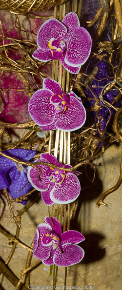 20081129Newport-Flowers0092.jpg 20081129Newport-Flowers0092.jpg