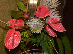 20081129Newport-Flowers0093.jpg 20081129Newport-Flowers0093.jpg