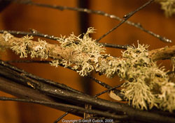 20081129Newport-Flowers0106.jpg 20081129Newport-Flowers0106.jpg