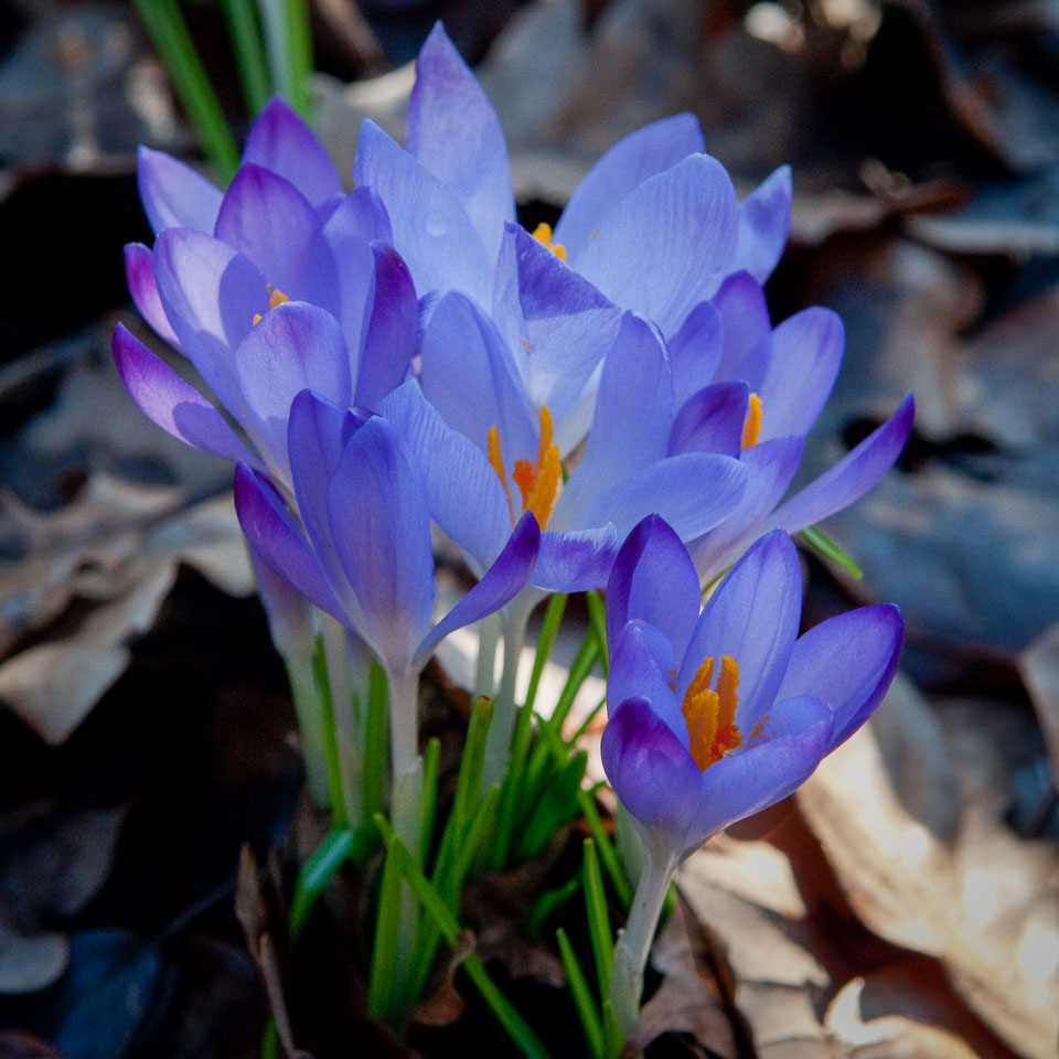 20100302_Wisley_0018.jpg