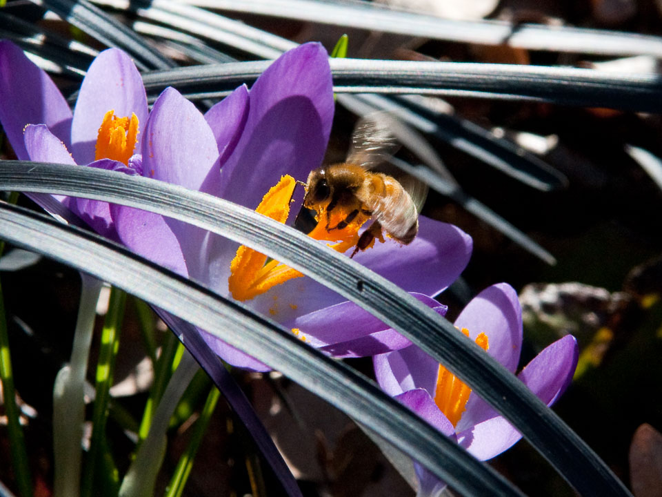 20100302_Wisley_0039.jpg