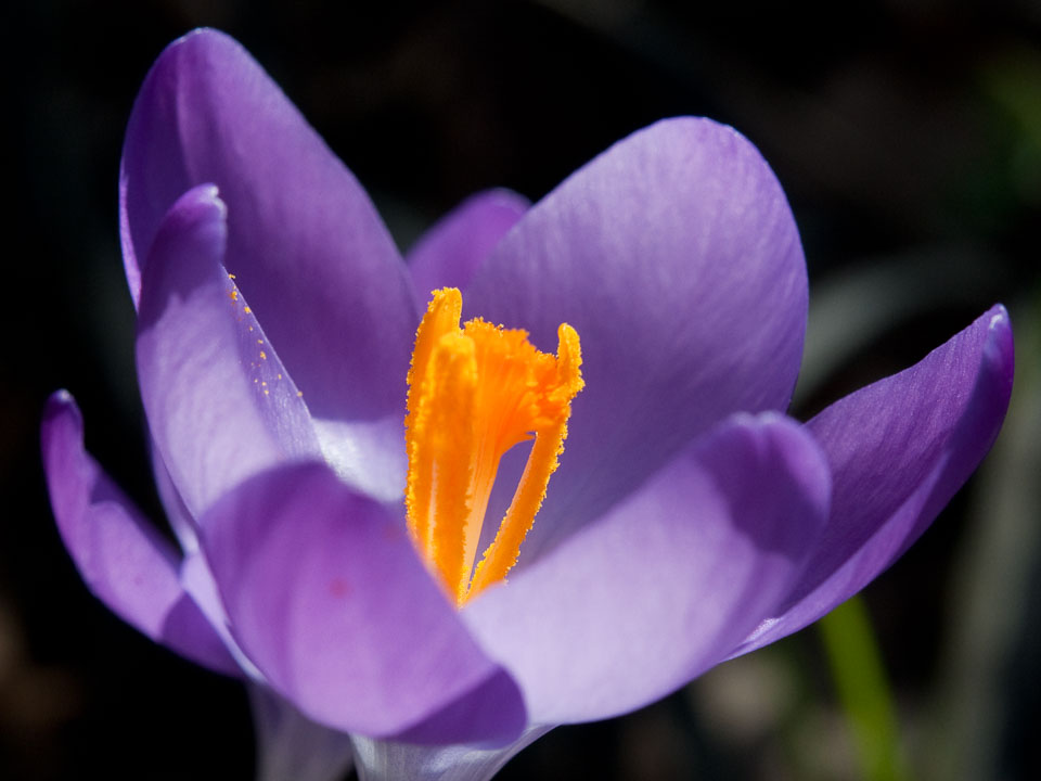 20100302_Wisley_0047.jpg