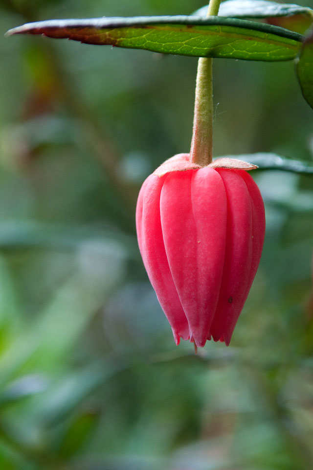 20100612_Wisley_0002.jpg