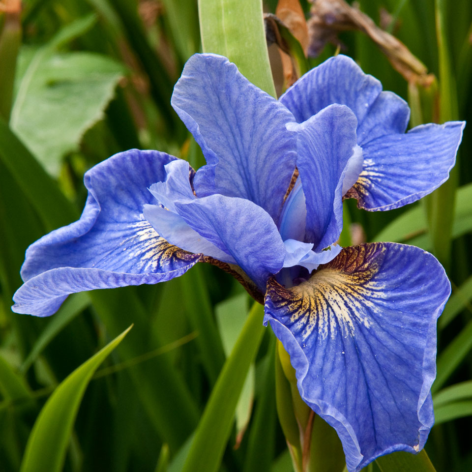 20100612_Wisley_0004.jpg