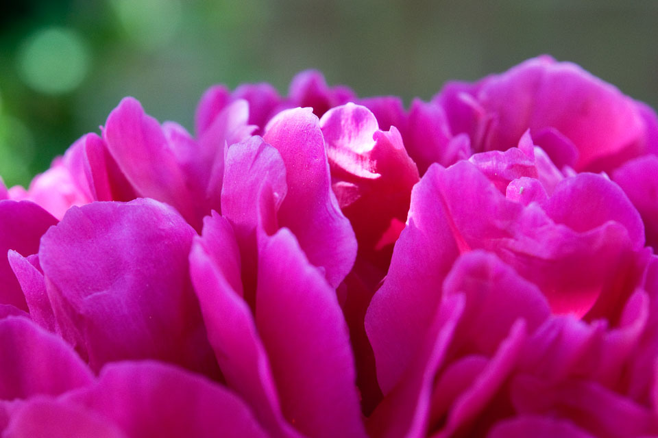 20100613_Paeonies_0005.jpg