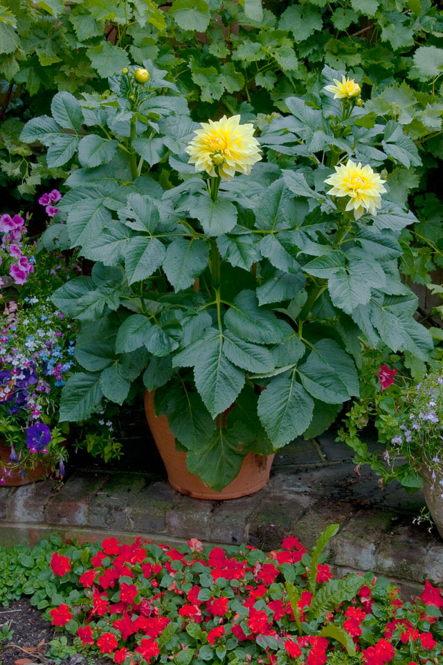 20100731_Dahlia_0008.jpg