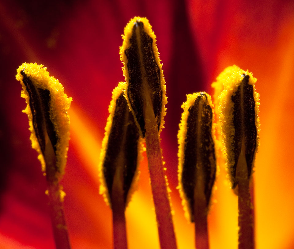 stamens-crop.jpg